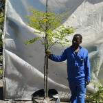 Caesalpinia Ferrea 70lt Tree