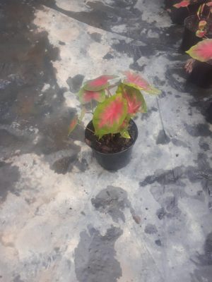 Caladium Festivia 14cm Pot