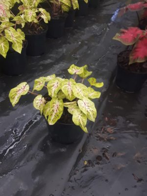 Caladium Miss Muffet 14cm Pot