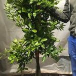Calamondin Orange Tree 70lt