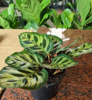Calathea Makoyana 14cm Pot