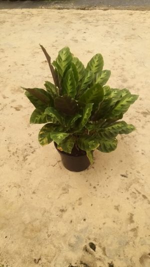 Calathea Misto 19cm Pot