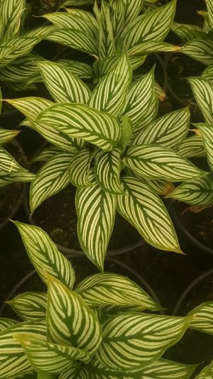 Calathea Vittata 14cm Pot