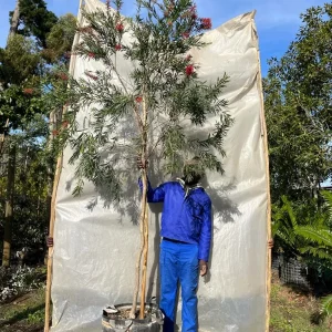Callistemon-King-Park-Special-70lt-RH.webp Callistemon King Park Special 70lt