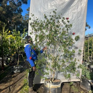 Callistemon-endevour-70lt-RH.webp Callistemon Endevour 70lt