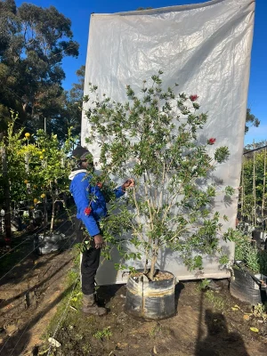 Callistemon Endevour 70lt