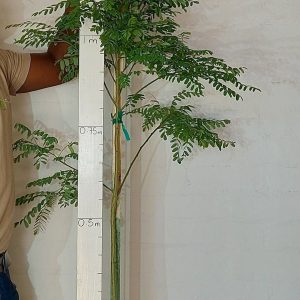 Calpurnia Aurea 20lt