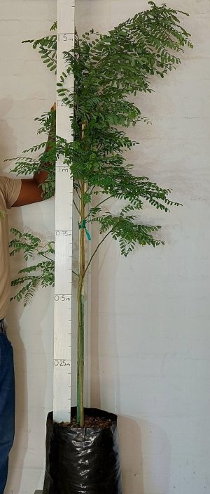 Calpurnia Aurea 20lt