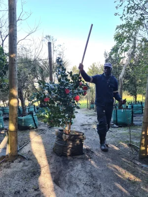 Camellia Anticipation 70lt