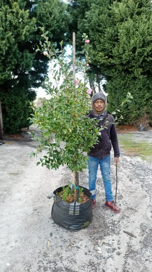 Camellia Sasanqua 'Henriette' 70lt