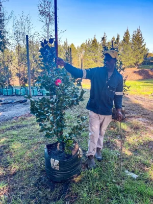 Camellia Japonica Black Lace 70lt