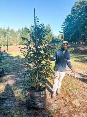 Camellia Japonica Guillio Nuccio 70lt