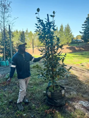 Camellia Japonica Kramers Supreme 70lt