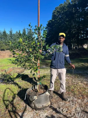 Camellia Japonica Silver Triumph 70lt