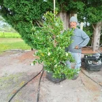 Camellia sasanqua 'Polar Ice' 70lt