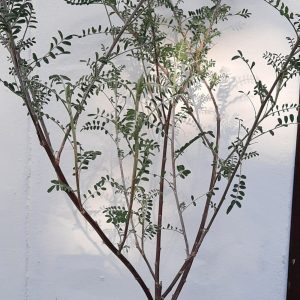 Cancer Bush 17cm Pot