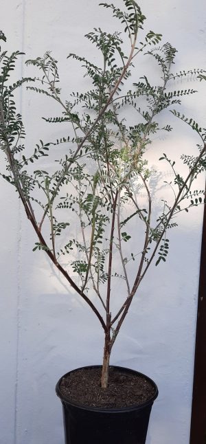 Cancer-Bush.jpg Cancer Bush 17cm Pot