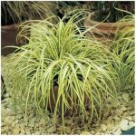 Carex-Evergold.jpg Carex Evergold 4lt COMBO DEAL