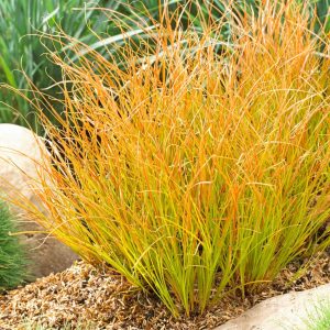 Carex-Prairie-Fire.jpg Carex Prairie Fire 4lt
