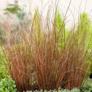 Carex-Red-Rooster.jpg Carex Red Rooster 4lt