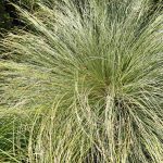 Carex-‘Amazon-Mist.jpg Carex ‘Amazon Mist” 4lt COMBO DEAL