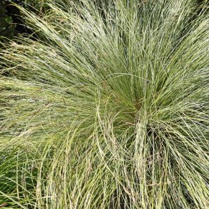 Carex-‘Amazon-Mist.jpg Carex ‘Amazon Mist” 4lt