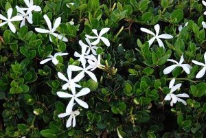 Carissa Green Carpet 10lt