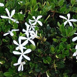 Carissa Green Carpet 17cm Pot