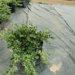 Carissa Green Carpet 10lt