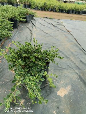 Carissa Green Carpet 10lt