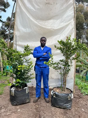 Carissa-macrocarpa-70lt-RH.webp Num Num 70lt