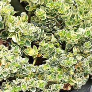 Carissa-macrocarpa-Kuphumla-12cm-Pot.jpg Carissa Macrocarpa Variegata 12cm Pot