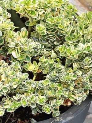 Carissa Macrocarpa Variegata 12cm Pot