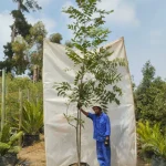 Carya illinoinensis (Pecan nut) 70lt