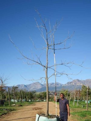 Carya illinoinensis (Pecan nut) 1000lt