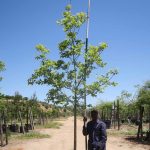 Carya illinoinensis (Pecan nut) 100lt Tree