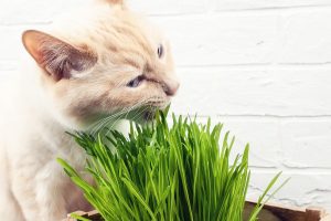 Cat Grass 12cm Pot
