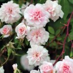 Cecile Brunner Climbing Rose 5lt