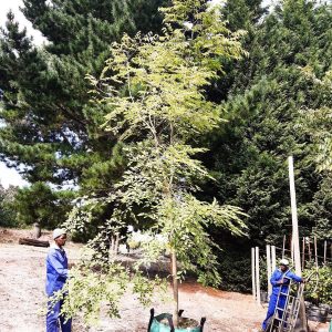 Celtis Africana 250lt Tree