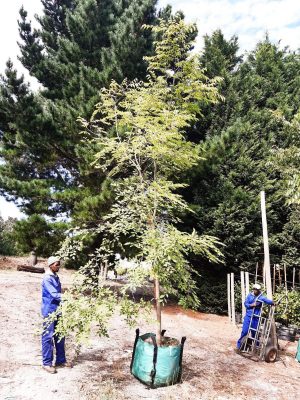 Celtis-Africana-White-Stinkwood-Witstinkhout.jpg Celtis Africana 250lt Tree