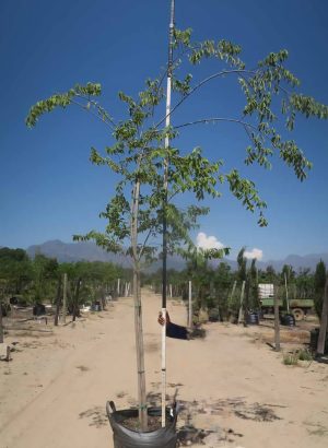 Celtis-africana-100L-A48-2_455180940_a100l.jpeg White Stinkwood Tree 100lt