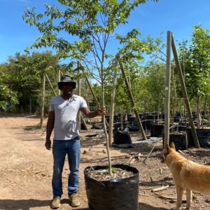 Celtis-africana-125lt.jpeg White Stinkwood Tree 125lt