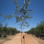Celtis Africana 200lt (White Stinkwood)