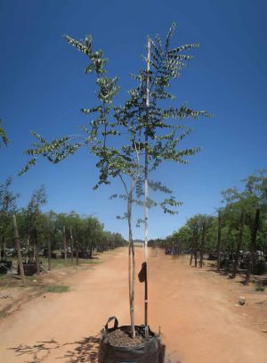 Celtis Africana 200lt (White Stinkwood)