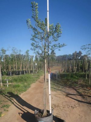 Celtis Africana 40lt (White Stinkwood)