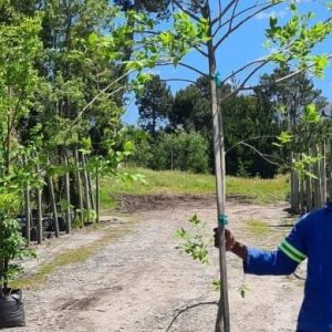 Celtis-africana-70lt-G.jpg Celtis Africana 70lt Tree