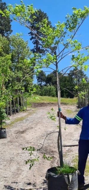 Celtis Africana 70lt Tree