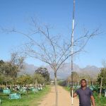 Celtis Africana 1000lt Tree
