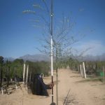 Celtis Sinensis 100lt Tree