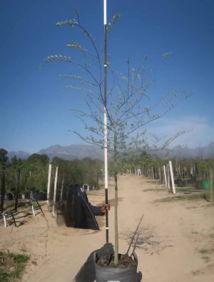 Celtis-sinensis-100L-B43B_737531104_a100l.jpeg Celtis Sinensis 100lt Tree